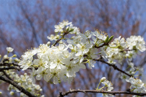 Chinese plum (Prunus salicina), close-up, branches with white flowers in spring, Tokyo, Japan