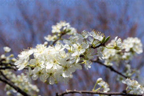 Chinese plum (Prunus salicina), close-up, branches with white flowers in spring, Tokyo, Japan