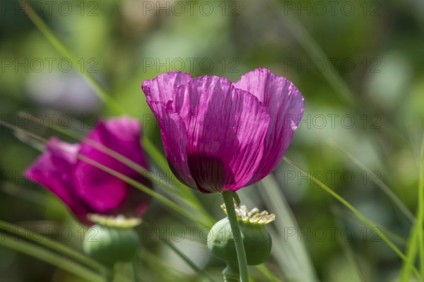 Purple poppy flower (Papaver), Münsterland, North Rhine-Westphalia, Germany