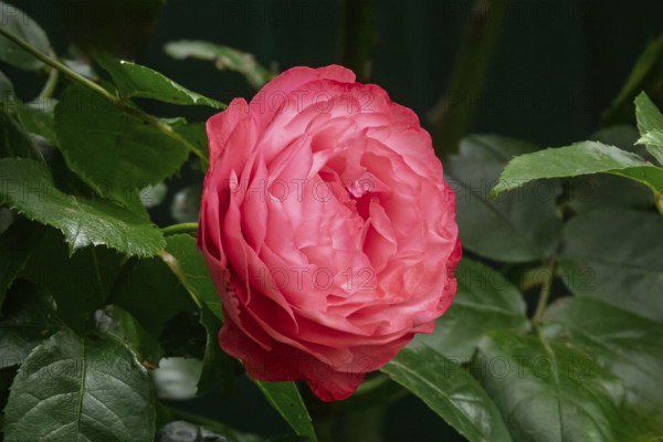 Pink rose, MÃ¼nsterland, North Rhine-Westphalia, Germany