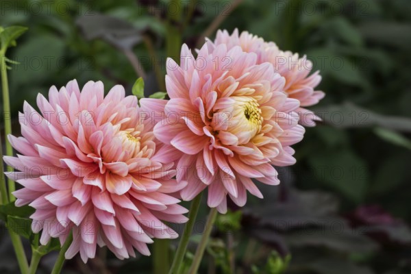 Dahlia (Dahlia), North Rhine-Westphalia, Germany