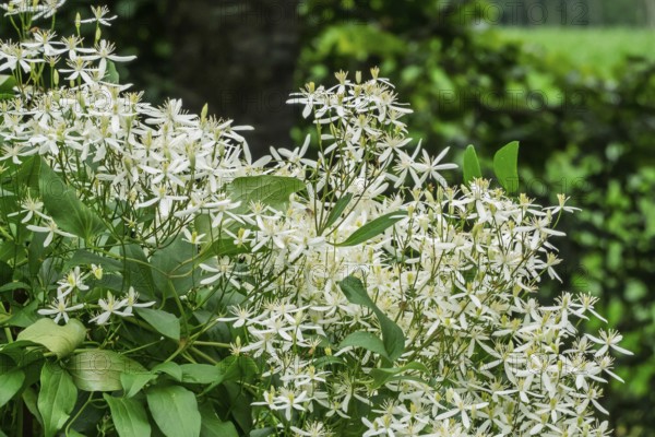Clematis recta (Clematis recta), MÃ¼nsterland, North Rhine-Westphalia, Germany
