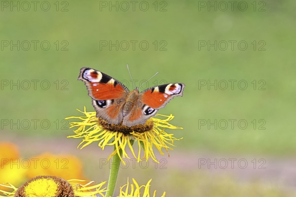 Peacock butterfly (Aglais io), on a yellow flower of a Great Telekie (Telekia speciosa), Wilnsdorf, North Rhine-Westphalia, Germany