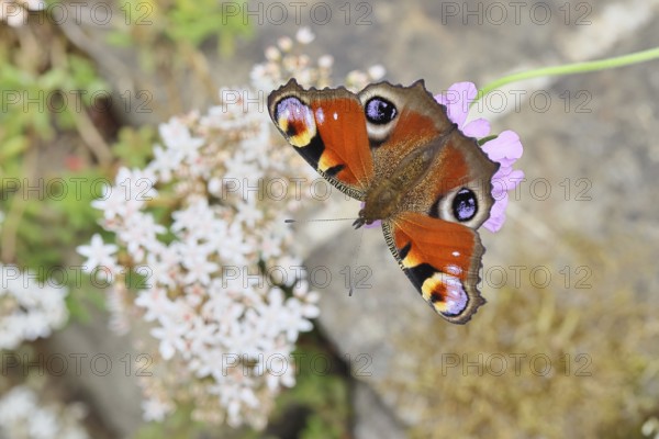 Peacock butterfly (Inachis io) sucking nectar on scabiosa, in a natural environment in the wild, close-up, wildlife, insects, butterflies, butterflies, Wilnsdorf, North Rhine-Westphalia, Germany