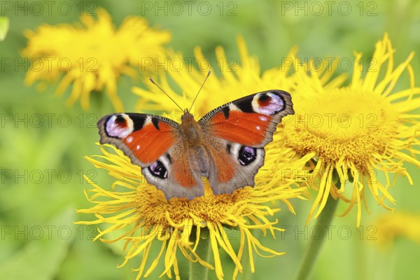 Peacock butterfly (Aglais io), on a yellow flower of a Great Telekie (Telekia speciosa), Wilnsdorf, North Rhine-Westphalia, Germany