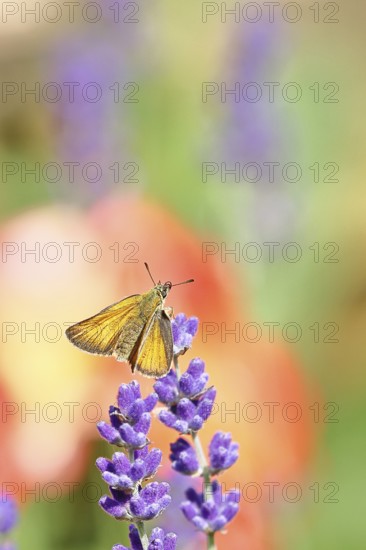 Large skipper (Ochlodes venatus), collecting nectar from a flower of Common lavender (Lavandula angustifolia), close-up, macro photograph, Wilnsdorf, North Rhine-Westphalia, Germany