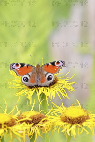 Peacock butterfly (Aglais io), on a yellow flower of a Great Telekie (Telekia speciosa), Wilnsdorf, North Rhine-Westphalia, Germany