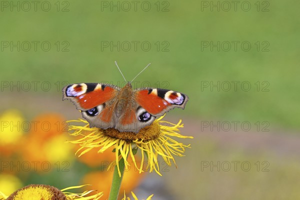 Peacock butterfly (Aglais io), on a yellow flower of a Great Telekie (Telekia speciosa), Wilnsdorf, North Rhine-Westphalia, Germany