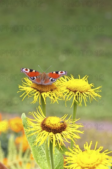 Peacock butterfly (Aglais io), on a yellow flower of a Great Telekie (Telekia speciosa), Wilnsdorf, North Rhine-Westphalia, Germany