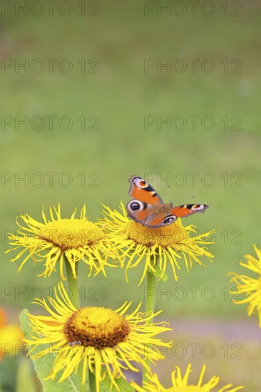 Peacock butterfly (Aglais io), on a yellow flower of a Great Telekie (Telekia speciosa), Wilnsdorf, North Rhine-Westphalia, Germany