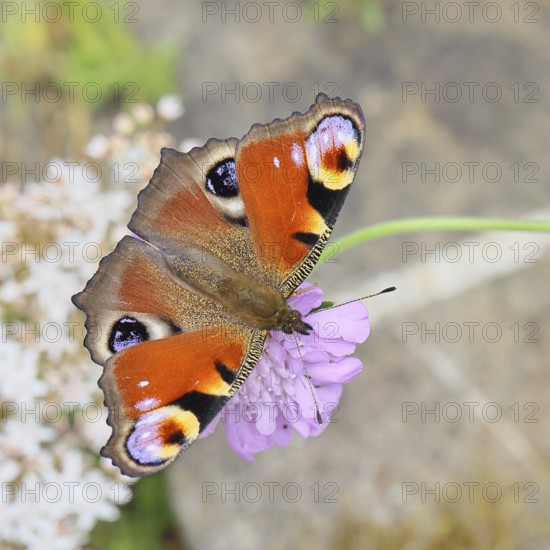 Peacock butterfly (Inachis io) sucking nectar on scabiosa, in a natural environment in the wild, close-up, wildlife, insects, butterflies, butterflies, Wilnsdorf, North Rhine-Westphalia, Germany