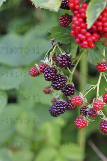 Blackberries (Rubus fruticosus), unripe and ripe fruit on a bush in a forest, Wilnsdorf, North Rhine-Westphalia, Germany