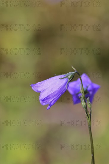 Meadow bellflower (Campanula patula), blue flower, on a nutrient-poor meadow, Wilnsdorf, North Rhine-Westphalia, Germany