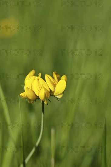 Bird's-foot Trefoil, Bird's-foot Trefoil (Lotus corniculatus), yellow flower in a meadow, Wilnsdorf, North Rhine-Westphalia, Germany