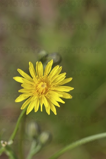 Meadow peony (Crepis biennis), yellow flower by the wayside, Wilnsdorf, North Rhine-Westphalia, Germany