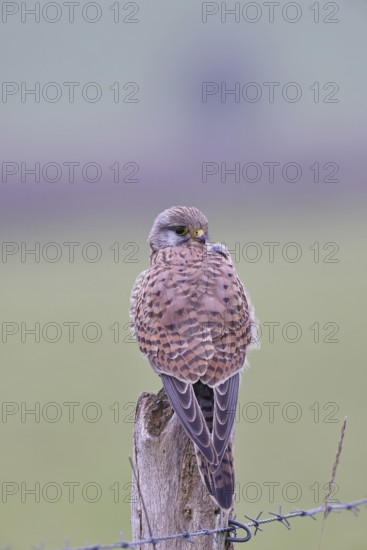 Kestrel (Falco tinnunculus), on a pasture fence post, Bieslicher Insel, Lower Rhine, North Rhine-Westphalia, Germany