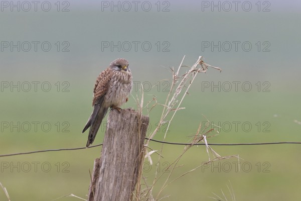 Kestrel (Falco tinnunculus), on a pasture fence post, Bieslicher Insel, Lower Rhine, North Rhine-Westphalia, Germany