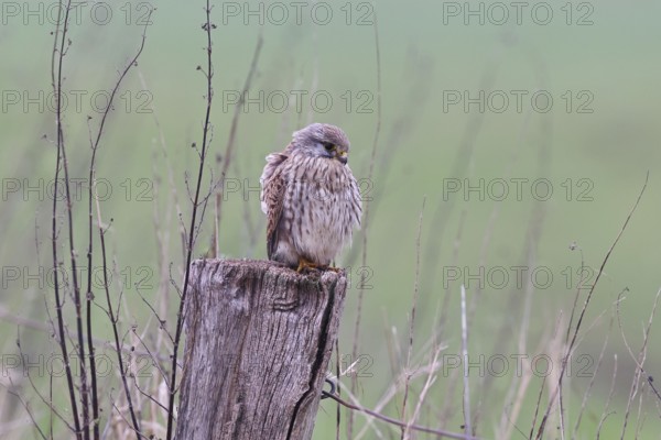 Kestrel (Falco tinnunculus), on a pasture fence post, Bieslicher Insel, Lower Rhine, North Rhine-Westphalia, Germany