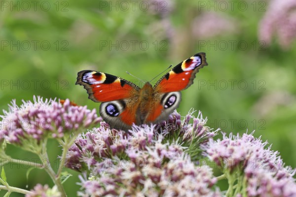 Peacock butterfly (Inachis io) on a flower of the water daffodil (Eupatorium cannabinum), Wilnsdorf, North Rhine-Westphalia, Germany