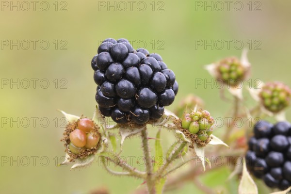Blackberries (Rubus sectio Rubus), various ripe fruits, nature photography, wild blackberry, ripe fruits, Siegerland, North Rhine-Westphalia, Germany