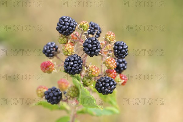 Blackberries (Rubus sectio Rubus), various ripe fruits, nature photography, wild blackberry, ripe fruits, Siegerland, North Rhine-Westphalia, Germany