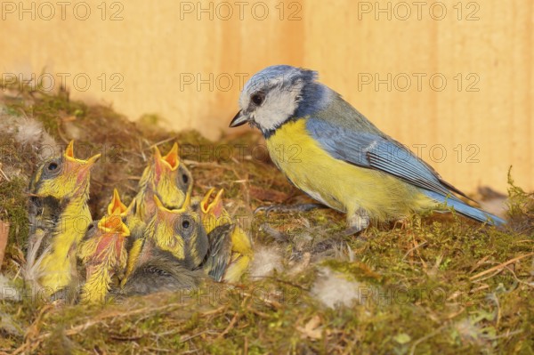 Blue tit (Parus caeruleus), feeding twelve-day-old young birds in the nesting box, Wildlife, Animals, Birds, Siegerland, North Rhine-Westphalia, Germany