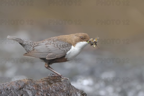 White-throated Dipper (Cinclus cinclus) on a mossy stone on the bank of a river, with caddis fly larvae in its beak, wildlife, nature photography, songbird, Siegerland, North Rhine-Westphalia, Germany