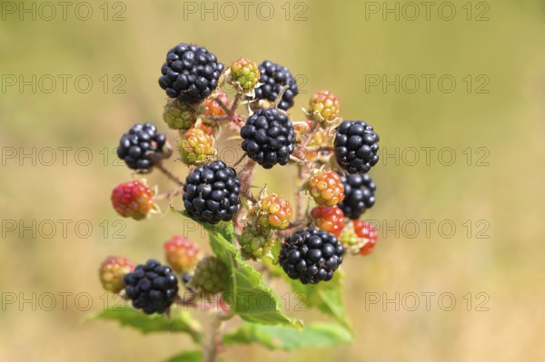 Blackberries (Rubus sectio Rubus), various ripe fruits, nature photography, wild blackberry, ripe fruits, Siegerland, North Rhine-Westphalia, Germany