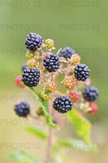 Blackberries (Rubus sectio Rubus), various ripe fruits, nature photography, wild blackberry, ripe fruits, Siegerland, North Rhine-Westphalia, Germany