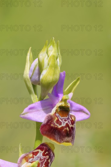 Bumblebee ragwort (Ophrys holoserica) flower, wild orchid, close-up, orchids, orchid, orchid plant, ragwort, nature photography, Koppelstein nature reserve, Lahnstein, Rhineland-Palatinate, Germany