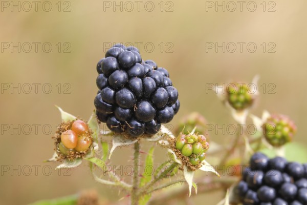 Blackberries (Rubus sectio Rubus), various ripe fruits, nature photography, wild blackberry, ripe fruits, Siegerland, North Rhine-Westphalia, Germany