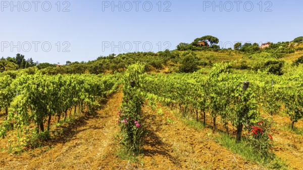 Vineyard near the Arrighi winery, Porto Azzurro, Elba Island, Tuscan Archipelago National Park, Tuscany, Italy