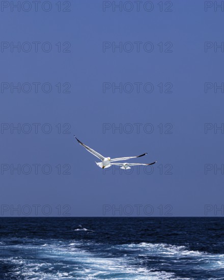 Seagulls (Larinae) following a ship, Elba Island, Tuscan Archipelago National Park, Tuscany, Italy