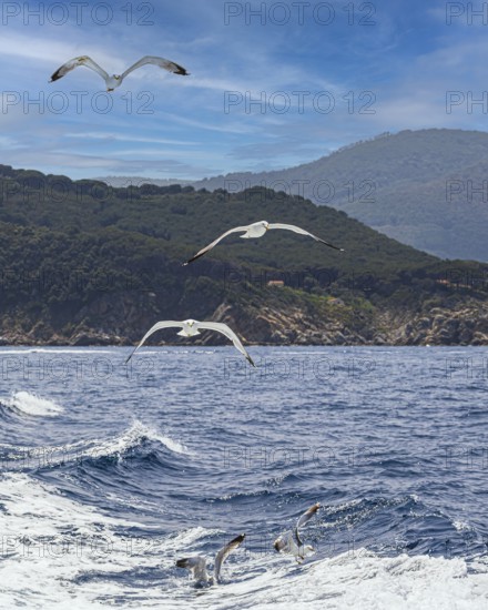 Seagulls (Larinae) following a ship, Elba Island, Tuscan Archipelago National Park, Tuscany, Italy