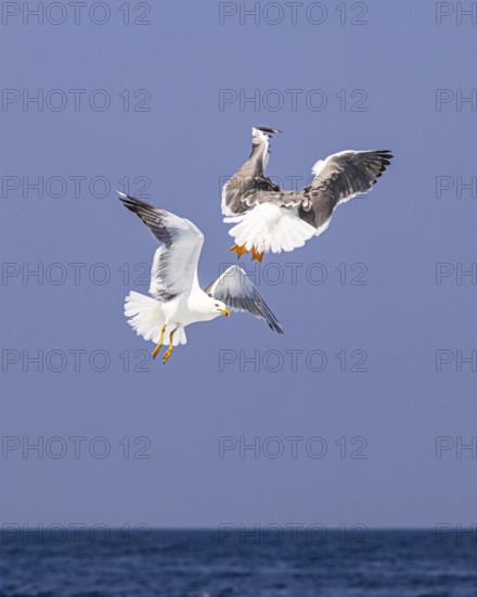 Seagulls (Larinae) following a ship, Elba Island, Tuscan Archipelago National Park, Tuscany, Italy