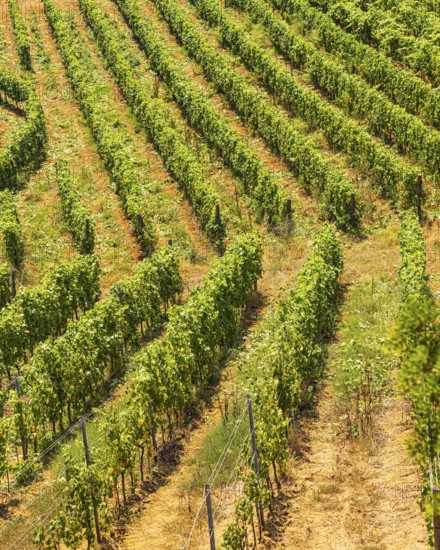 Vines planted in a row, near the Arrighi winery, Porto Azzurro, Elba Island, Tuscan Archipelago National Park, Tuscany, Italy