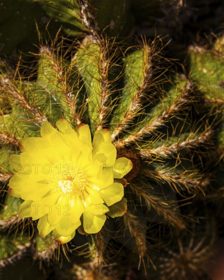 Prickly cactus with yellow flower, Portoferraio, Elba Island, Tuscan Archipelago National Park, Tuscany, Italy