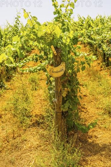 Vine with grapes for Chardonnay wine, near the Arrighi winery, Porto Azzurro, Elba Island, Tuscan Archipelago National Park, Tuscany, Italy