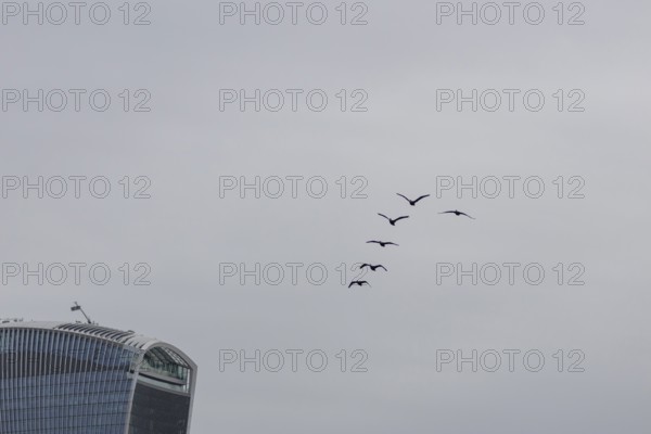 Six cormorant birds flying with the Fenchurch Building or The Walkie Talkie office skyscraper building in the background, City of London, England, United Kingdom