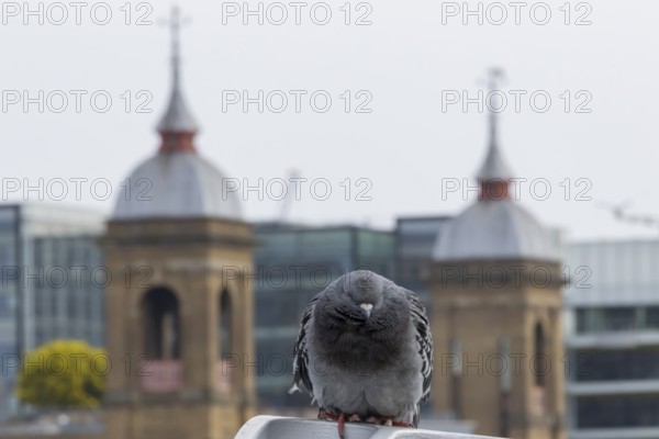 Feral pigeon (Columba livia domestica) adult bird on the Millenium bridge with office block buildings skyscrapers in the background, City of London, England, United Kingdom