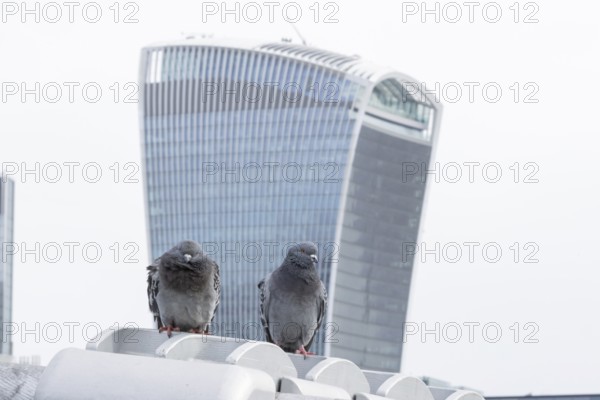 Feral pigeon (Columba livia domestica) two adult birds on the Millenium bridge with Fenchurch Building or The Walkie Talkie office skyscraper building in the background, City of London, England, United Kingdom