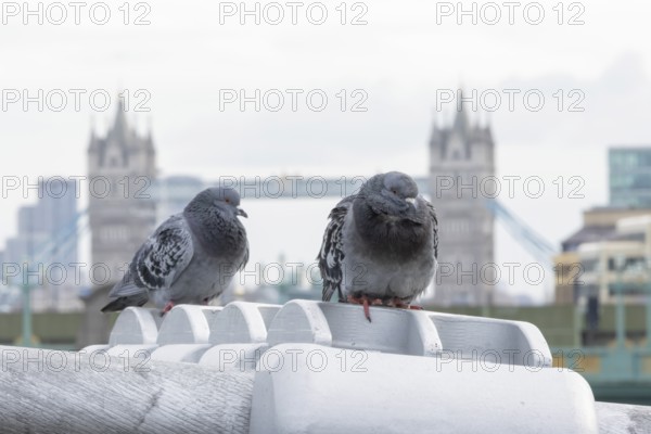 Feral pigeon (Columba livia domestica) two adult birds on the Millenium bridge with Tower bridge in the background, City of London, England, United Kingdom