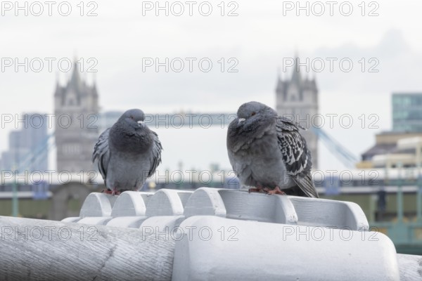 Feral pigeon (Columba livia domestica) two adult birds on the Millenium bridge with Tower bridge in the background, City of London, England, United Kingdom