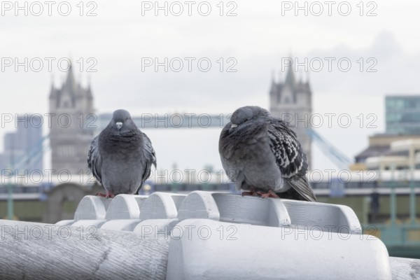 Feral pigeon (Columba livia domestica) two adult birds on the Millenium bridge with Tower bridge in the background, City of London, England, United Kingdom