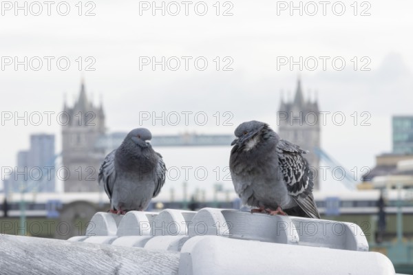 Feral pigeon (Columba livia domestica) two adult birds on the Millenium bridge with Tower bridge in the background, City of London, England, United Kingdom