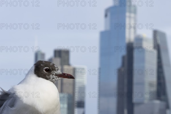 Black headed gull (Chroicocephalus ridibundus) adult bird on the Millenium bridge with office block buildings skyscrapers in the background, City of London, England, United Kingdom
