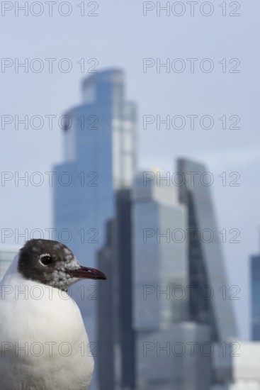 Black headed gull (Chroicocephalus ridibundus) adult bird on the Millenium bridge with office block buildings skyscrapers in the background, City of London, England, United Kingdom