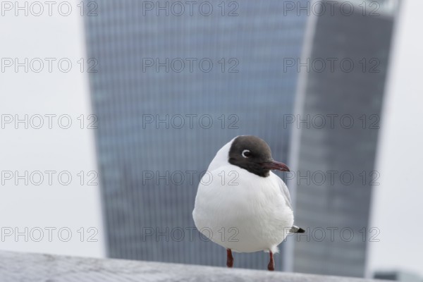 Black headed gull (Chroicocephalus ridibundus) adult bird on the Millenium bridge with the Fenchurch Building or The Walkie Talkie office skyscraper building in the background, City of London, England, United Kingdom