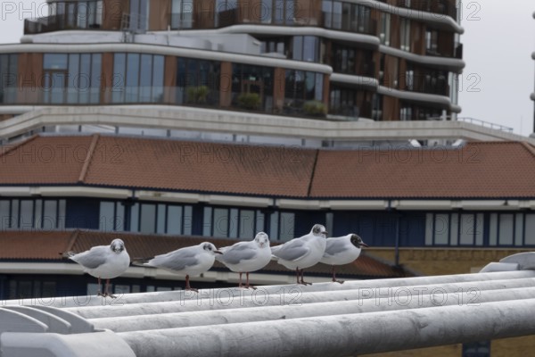Black headed gull (Chroicocephalus ridibundus) five adult birds on the Millenium bridge with office block buildings in the background, City of London, England, United Kingdom