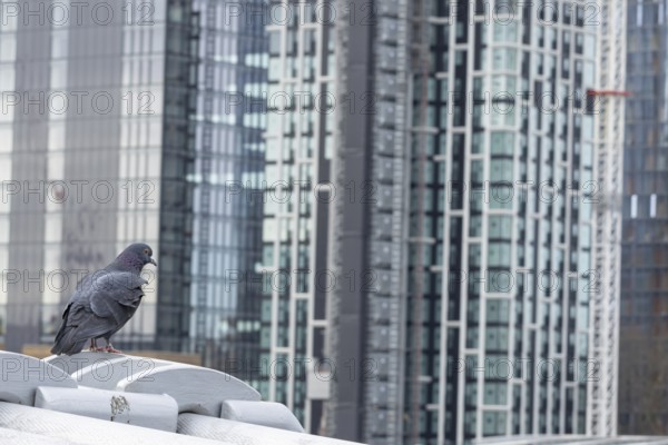 Feral pigeon (Columba livia domestica) adult bird on the Millenium bridge with office block skyscrapers in the background, City of London, England, United Kingdom